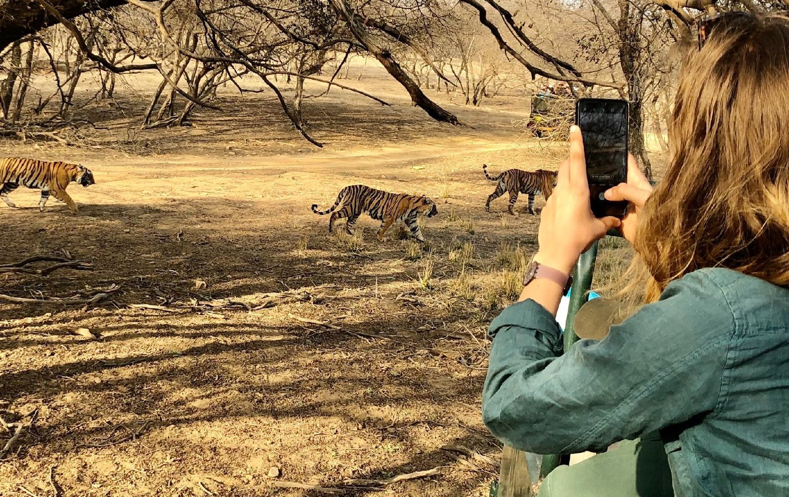 Same-Day Trip to Ranthambore Tiger Reserve - Jungle Safari from Jaipur