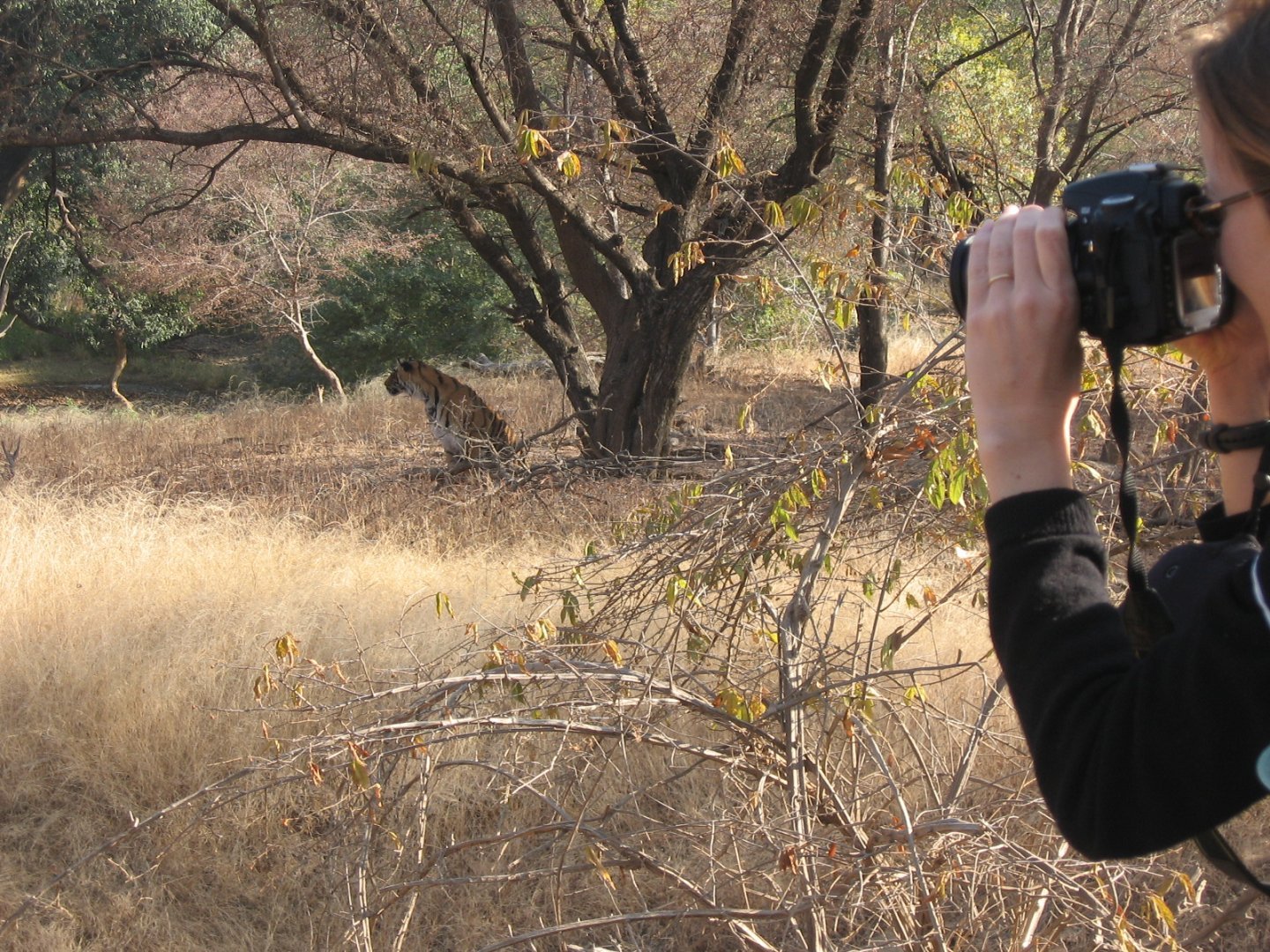 Private Sariska Tiger Safari - Same-Day Tour from Jaipur by Private Jeep