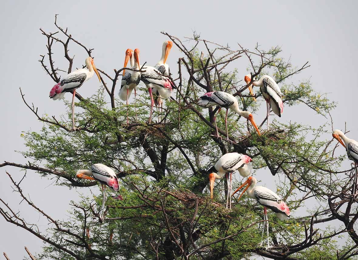 Same-Day Tour to Bharatpur & Deeg - Offbeat Day Trip from Jaipur