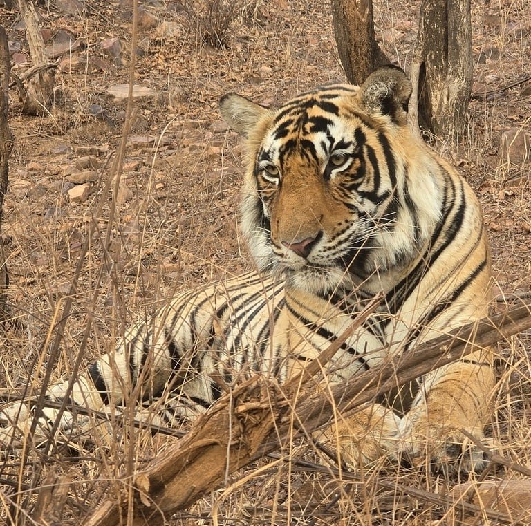 Same-Day Trip to Ranthambore Tiger Reserve - Jungle Safari from Jaipur