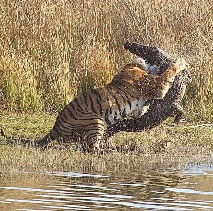 Same-Day Trip to Ranthambore Tiger Reserve - Jungle Safari from Jaipur