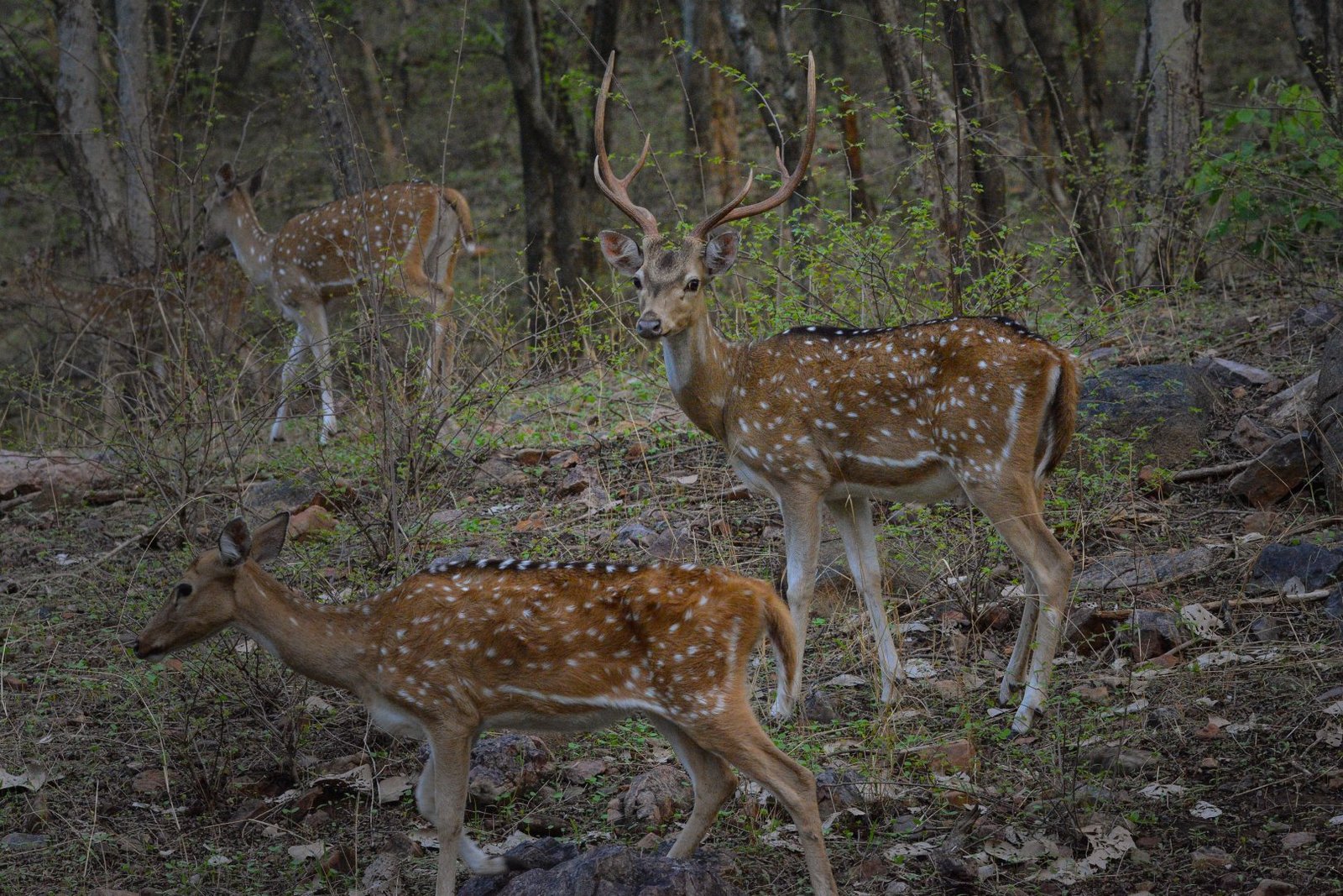 Private Sariska Tiger Safari - Same-Day Tour from Jaipur by Private Jeep