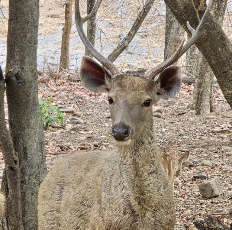 Same-Day Trip to Ranthambore Tiger Reserve - Jungle Safari from Jaipur