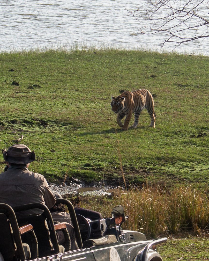Private Sariska Tiger Safari - Same-Day Tour from Jaipur by Private Jeep
