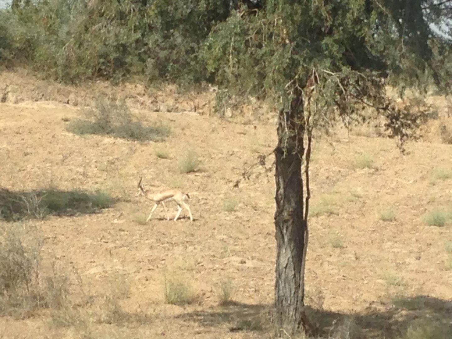 Private Sariska Tiger Safari - Same-Day Tour from Jaipur by Private Jeep