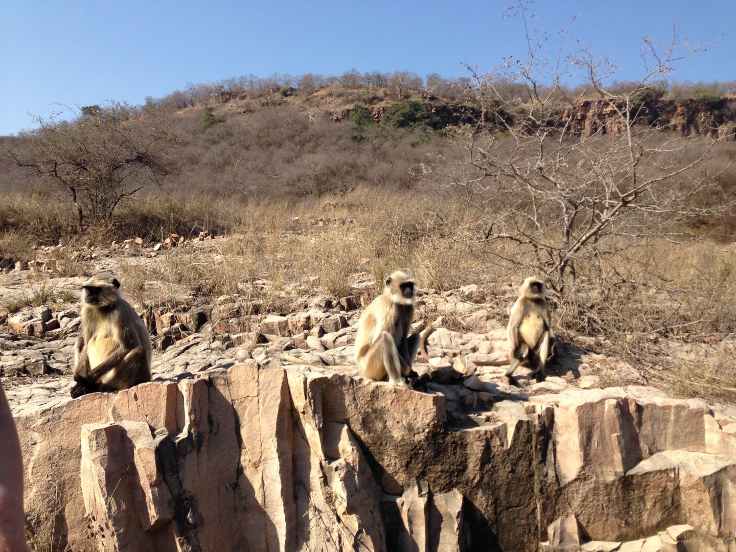 Private Sariska Tiger Safari - Same-Day Tour from Jaipur by Private Jeep