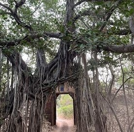 Same-Day Trip to Ranthambore Tiger Reserve - Jungle Safari from Jaipur