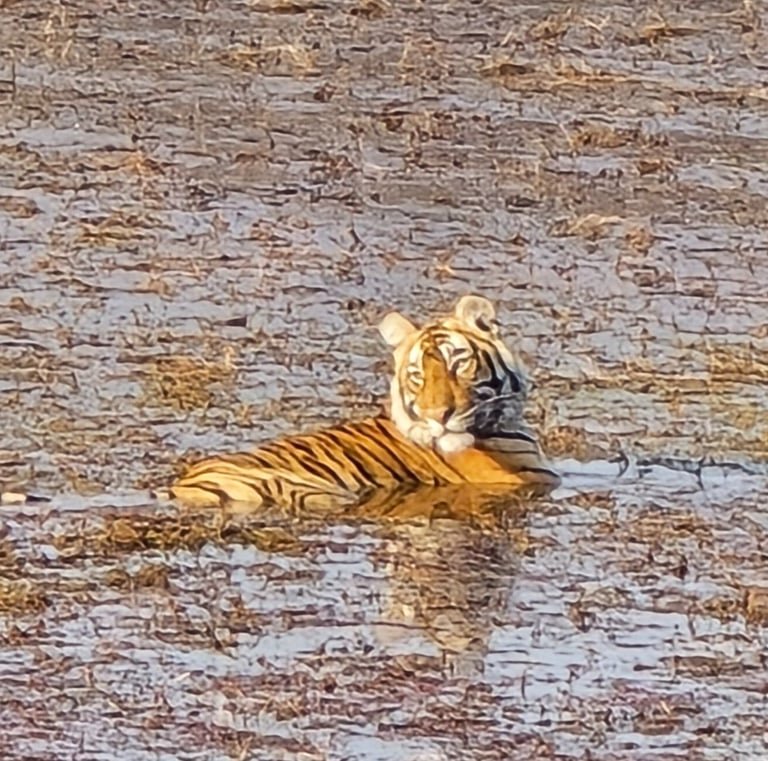 Same-Day Trip to Ranthambore Tiger Reserve - Jungle Safari from Jaipur