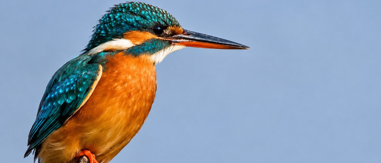 Same-Day Bharatpur Bird Sanctuary Tour - Private Day Trip from Jaipur