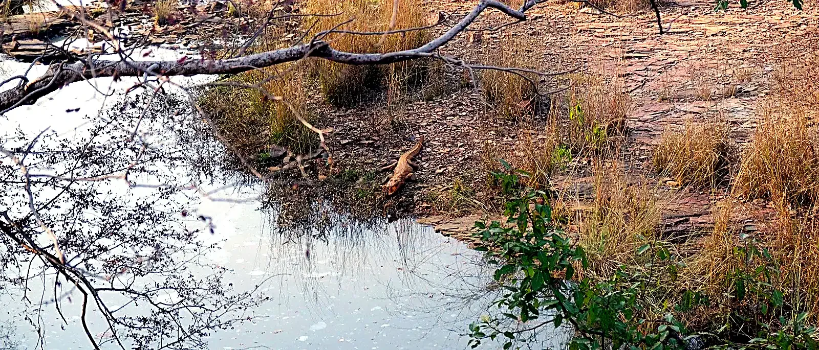 Same-Day Trip to Ranthambore Tiger Reserve - Jungle Safari from Jaipur