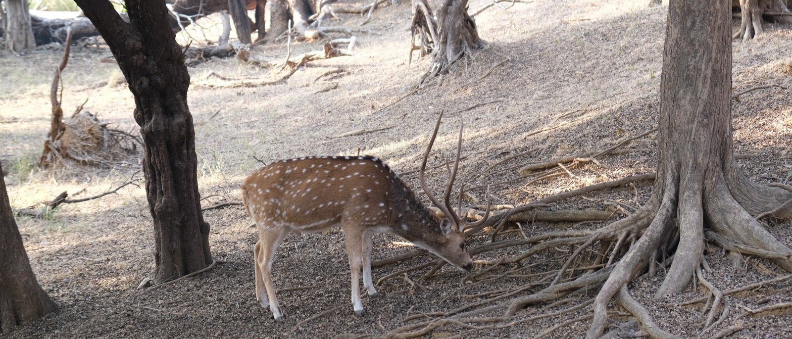 Sariska Tiger Reserve Private Jeep Safari - Same Day Tour from Jaipur