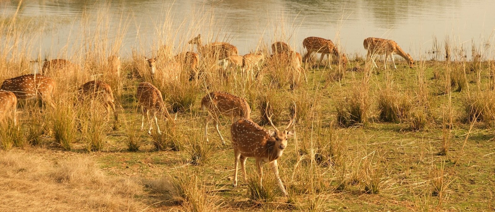 Sariska Tiger Reserve Private Jeep Safari - Same Day Tour from Jaipur