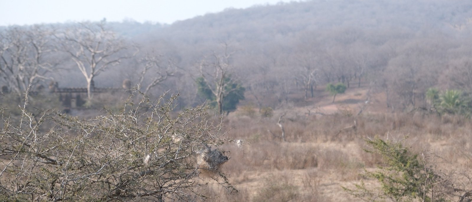 Sariska Tiger Reserve Private Jeep Safari - Same Day Tour from Jaipur