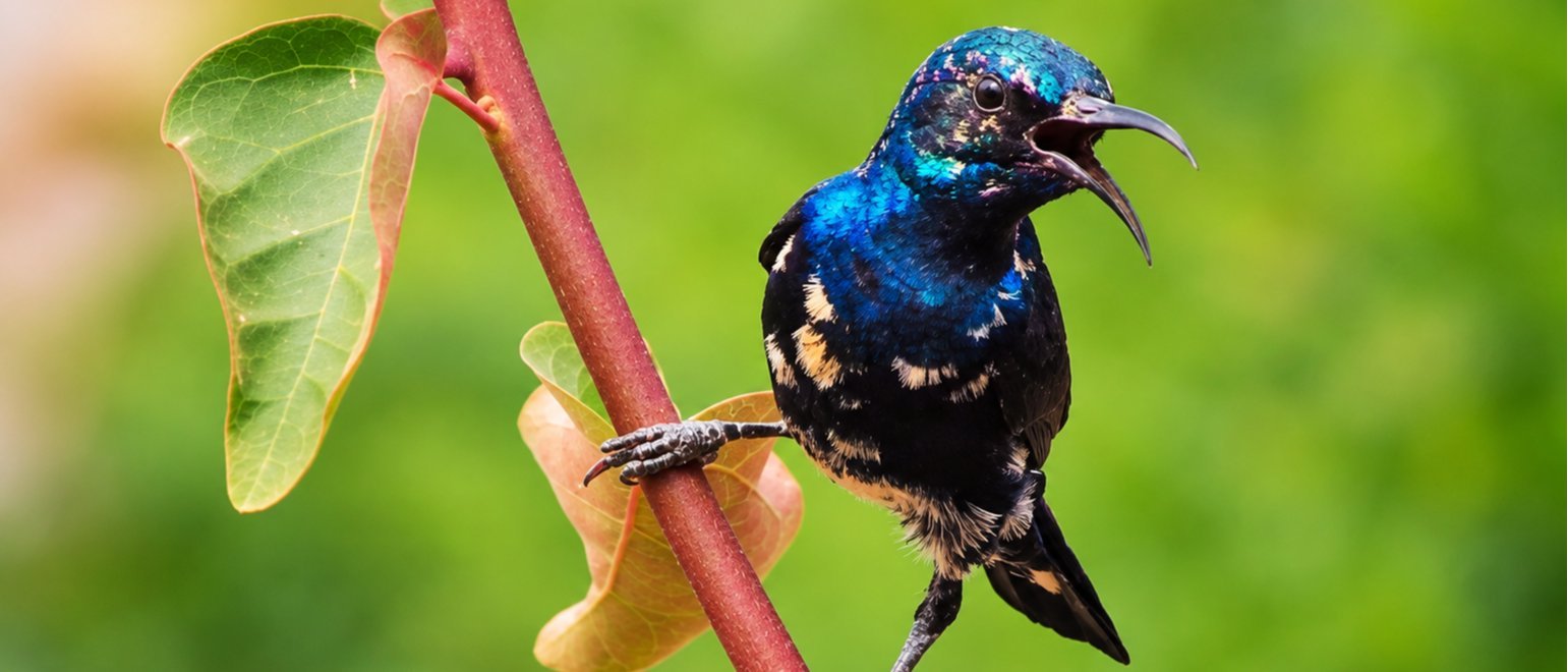 Same-Day Bharatpur Bird Sanctuary Tour - Private Day Trip from Jaipur