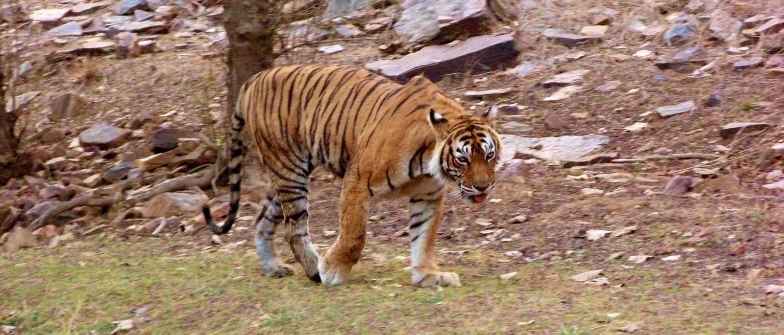 Sariska Tiger Reserve Private Jeep Safari - Same Day Tour from Jaipur