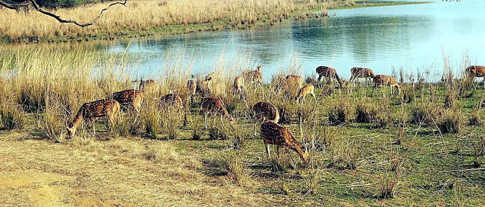 Same-Day Trip to Ranthambore Tiger Reserve - Jungle Safari from Jaipur