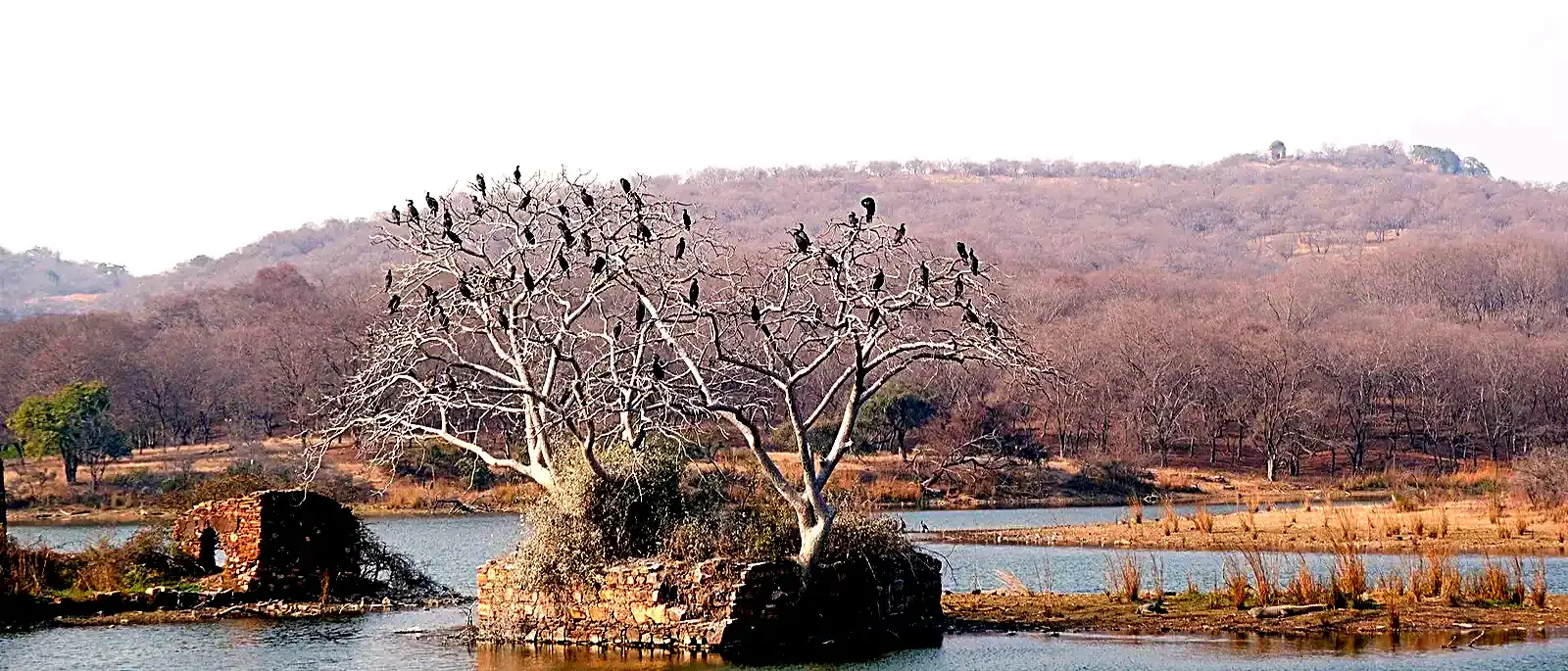 Same-Day Trip to Ranthambore Tiger Reserve - Jungle Safari from Jaipur