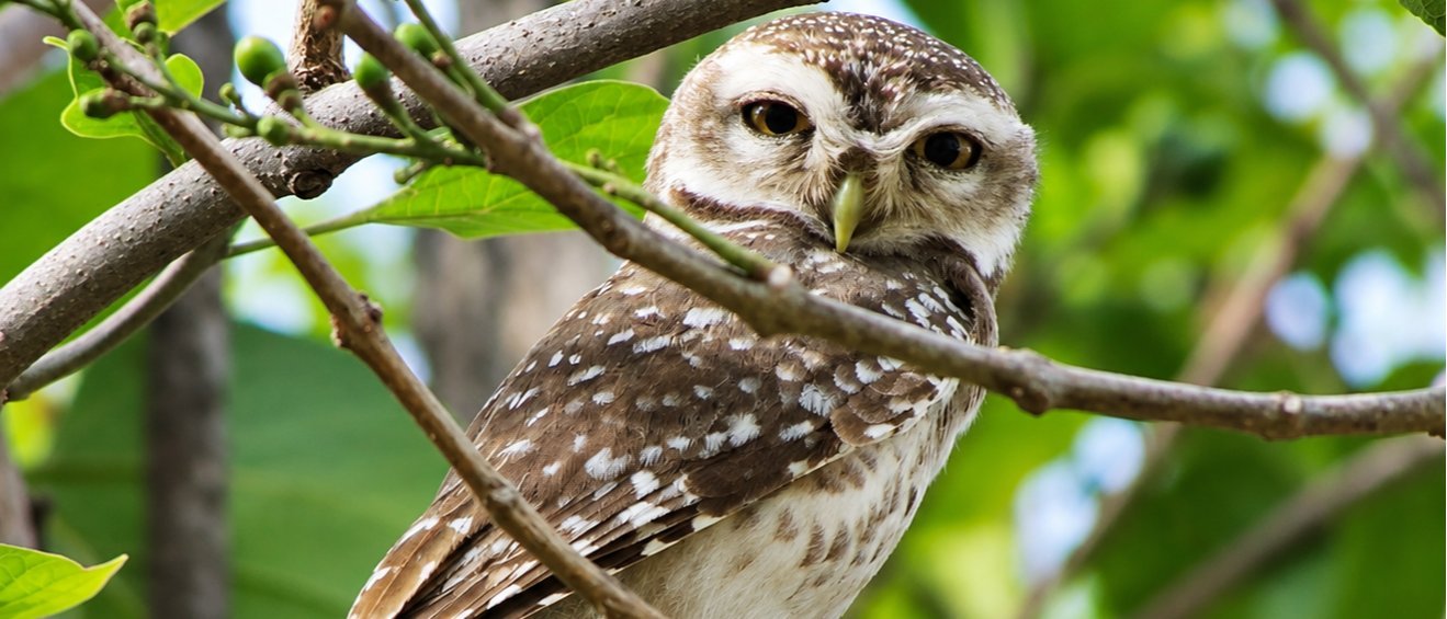 Same-Day Bharatpur Bird Sanctuary Tour - Private Day Trip from Jaipur