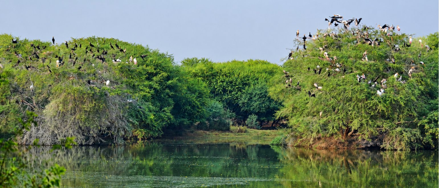 Same-Day Bharatpur Bird Sanctuary Tour - Private Day Trip from Jaipur
