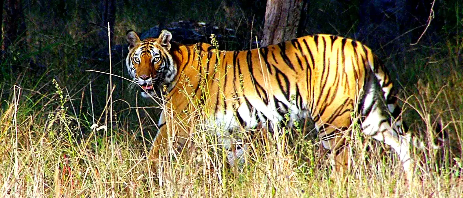 Same-Day Trip to Ranthambore Tiger Reserve - Jungle Safari from Jaipur