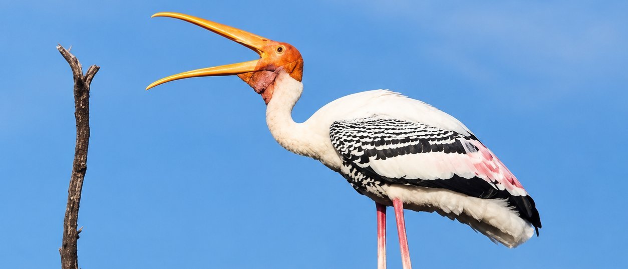 Same-Day Bharatpur Bird Sanctuary Tour - Private Day Trip from Jaipur