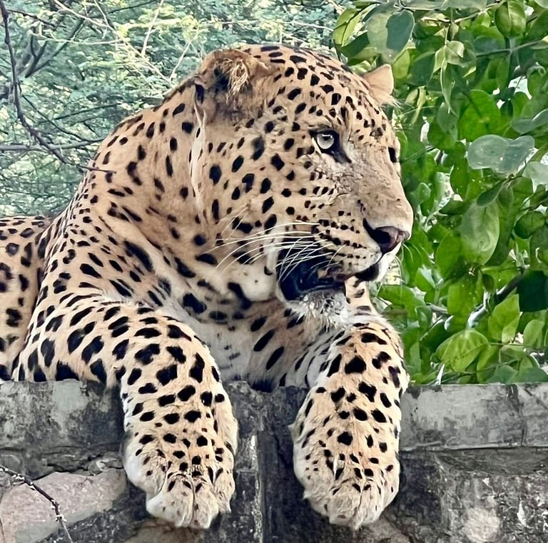 Jaipur Leopard Safari at Jhalana - The Ultimate Urban Wilderness