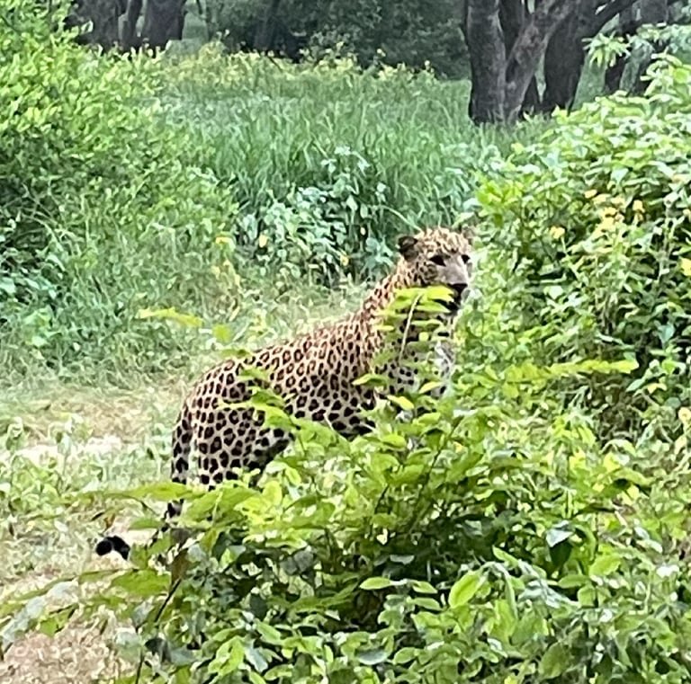 Jaipur Leopard Safari at Jhalana - The Ultimate Urban Wilderness
