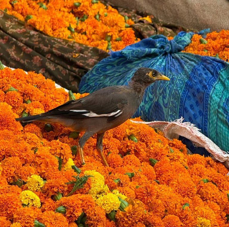 Real Jaipur Morning Walk - Flower Market, Chai & Temple