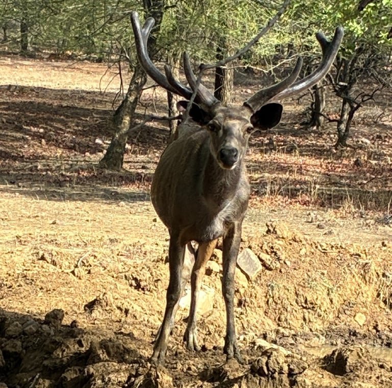 Jaipur Leopard Safari at Jhalana - The Ultimate Urban Wilderness