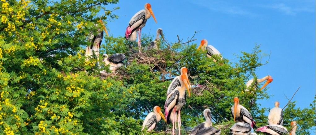 Bird Watching Tour at Muhana Conservation Reserve - Jaipur's Hidden Grassland Wilderness