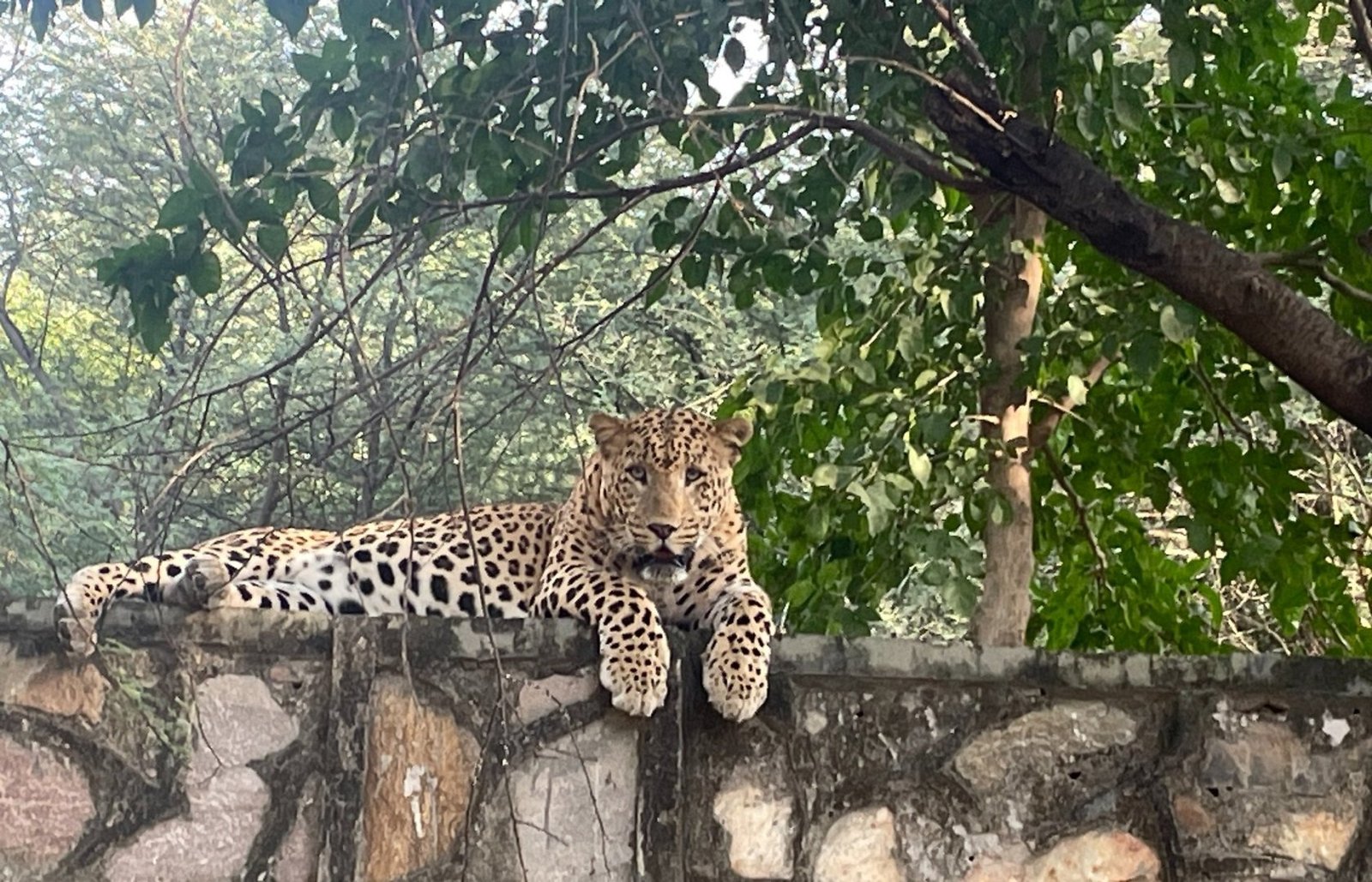 Jaipur Leopard Safari at Jhalana - The Ultimate Urban Wilderness