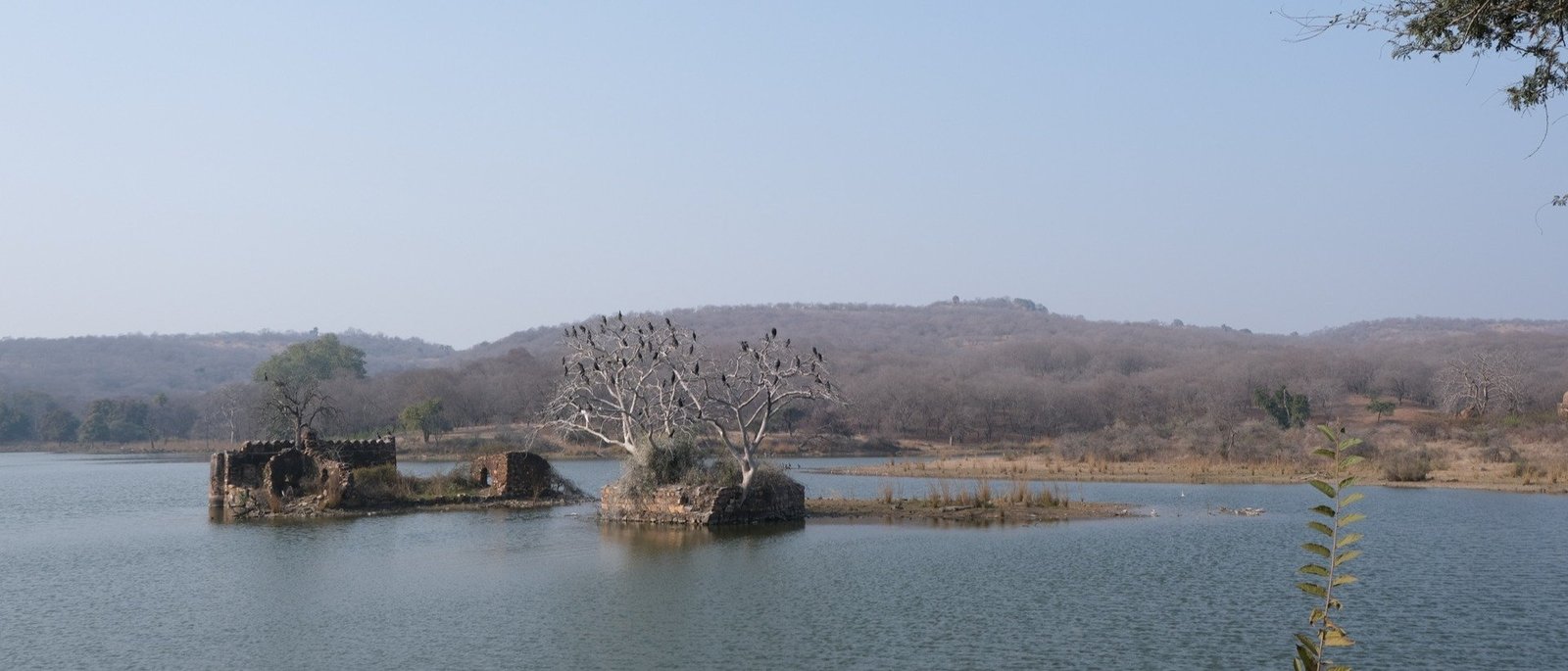 The Tiger Trail - 1 Night / 2 Days | Ranthambore Double Safari
