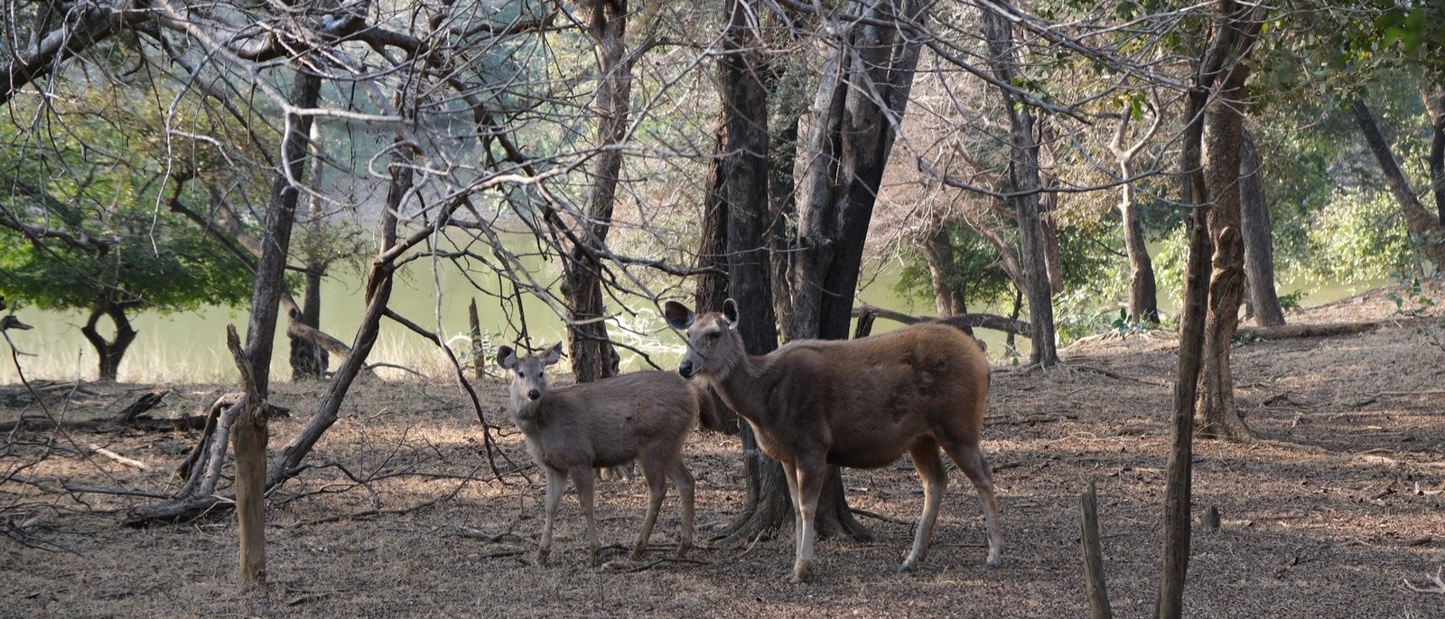 The Rewilded Jungle - 1 Night / 2 Days | Sariska Double Safari