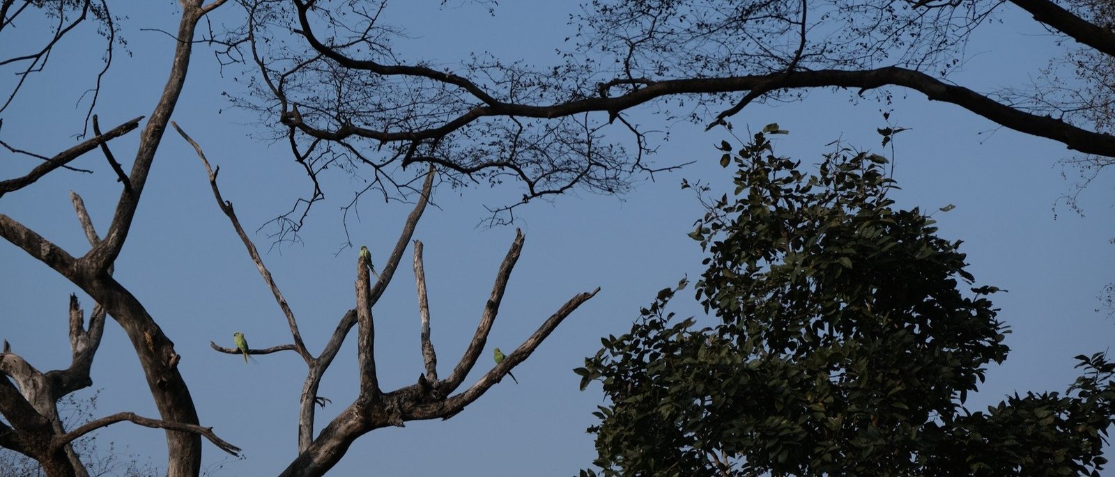 The Rewilded Jungle - 1 Night / 2 Days | Sariska Double Safari