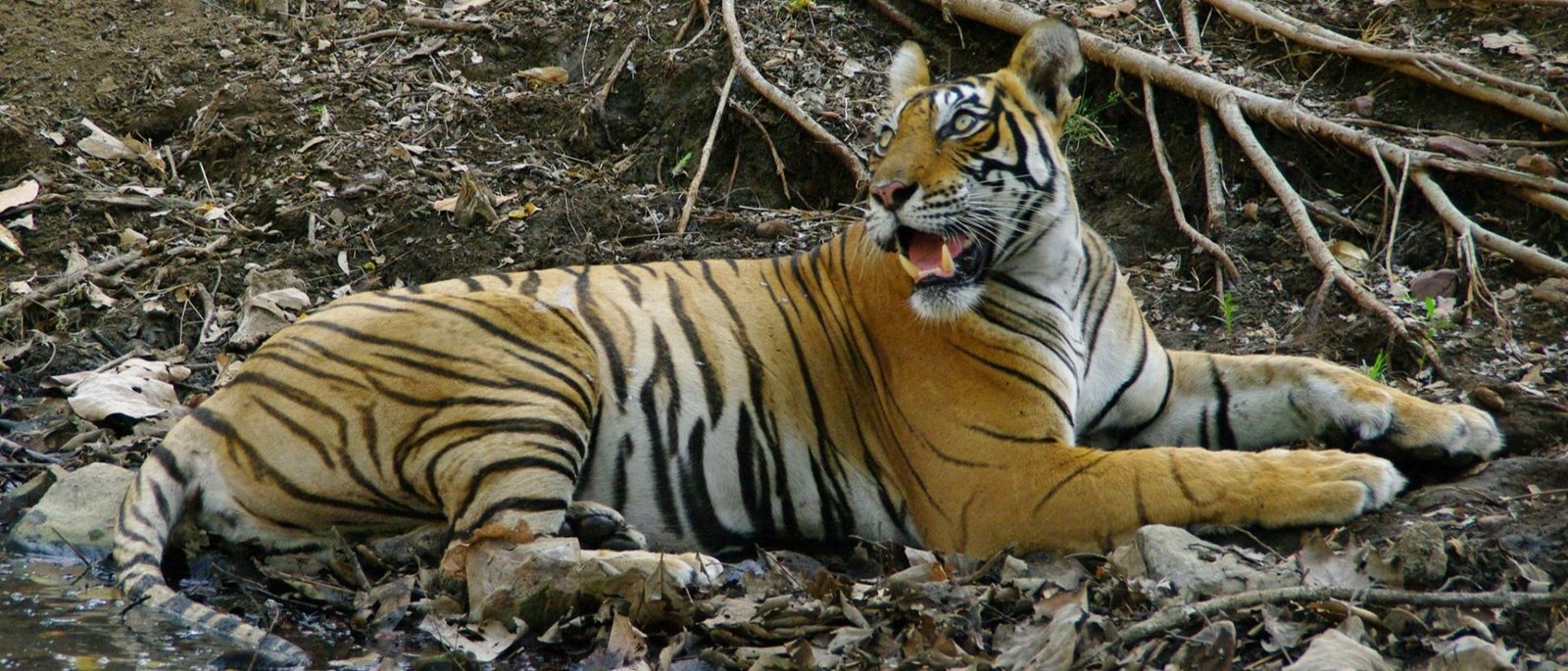 The Rewilded Jungle - 1 Night / 2 Days | Sariska Double Safari